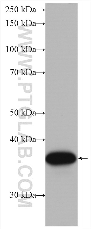 Western Blot (WB) analysis of HeLa cells using OCIAD1 Monoclonal antibody (66698-1-Ig)