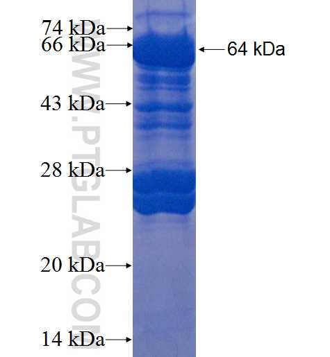OCIAD1 fusion protein Ag9977 SDS-PAGE