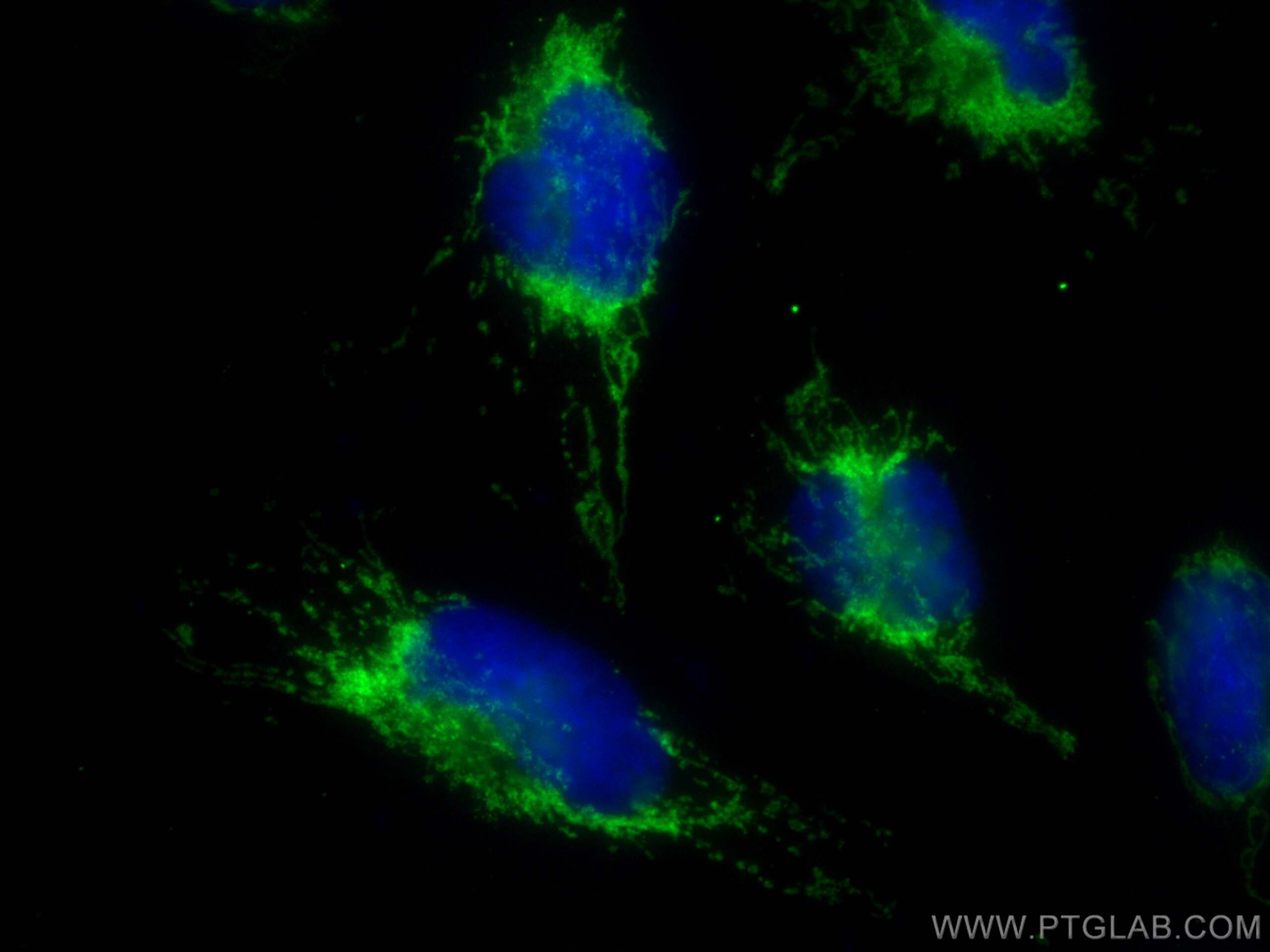 Immunofluorescence (IF) / fluorescent staining of U-251 cells using OCIAD2 Polyclonal antibody (13437-1-AP)