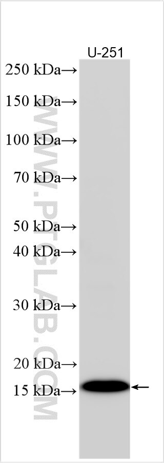 Western Blot (WB) analysis of various lysates using OCIAD2 Polyclonal antibody (13437-1-AP)