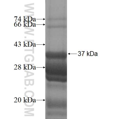 OCIAD2 fusion protein Ag4243 SDS-PAGE