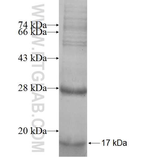 OCIAD2 fusion protein Ag5662 SDS-PAGE