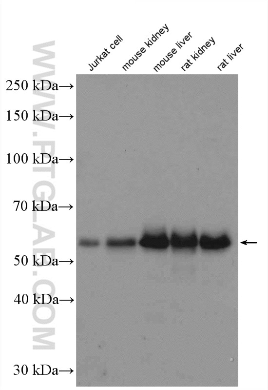 Occludin Polyclonal antibody