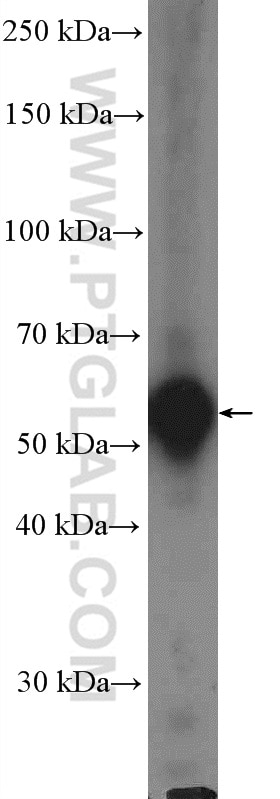 Western Blot (WB) analysis of mouse liver tissue using Occludin Polyclonal antibody (13409-1-AP)