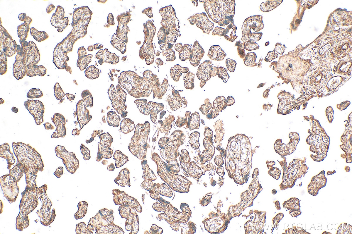 Immunohistochemistry (IHC) staining of human placenta tissue using oncomodulin Polyclonal antibody (21650-1-AP)