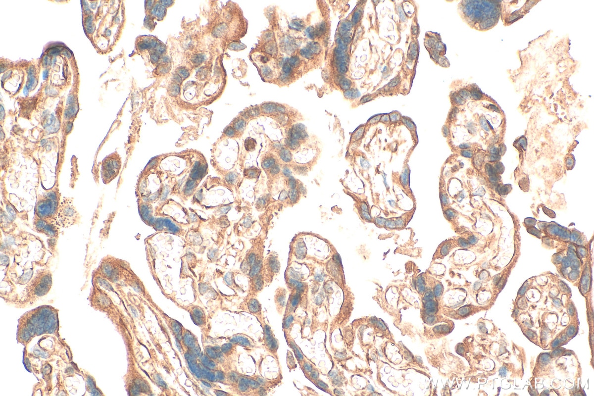 Immunohistochemistry (IHC) staining of human placenta tissue using oncomodulin Polyclonal antibody (21650-1-AP)