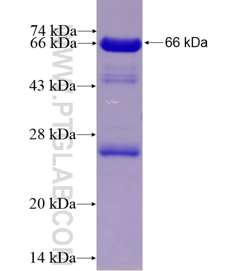 OCRL fusion protein Ag11900 SDS-PAGE