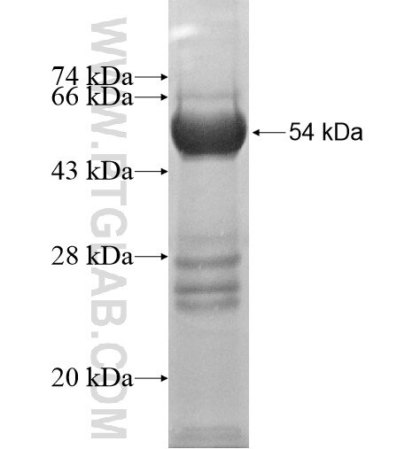 OCRL fusion protein Ag12282 SDS-PAGE