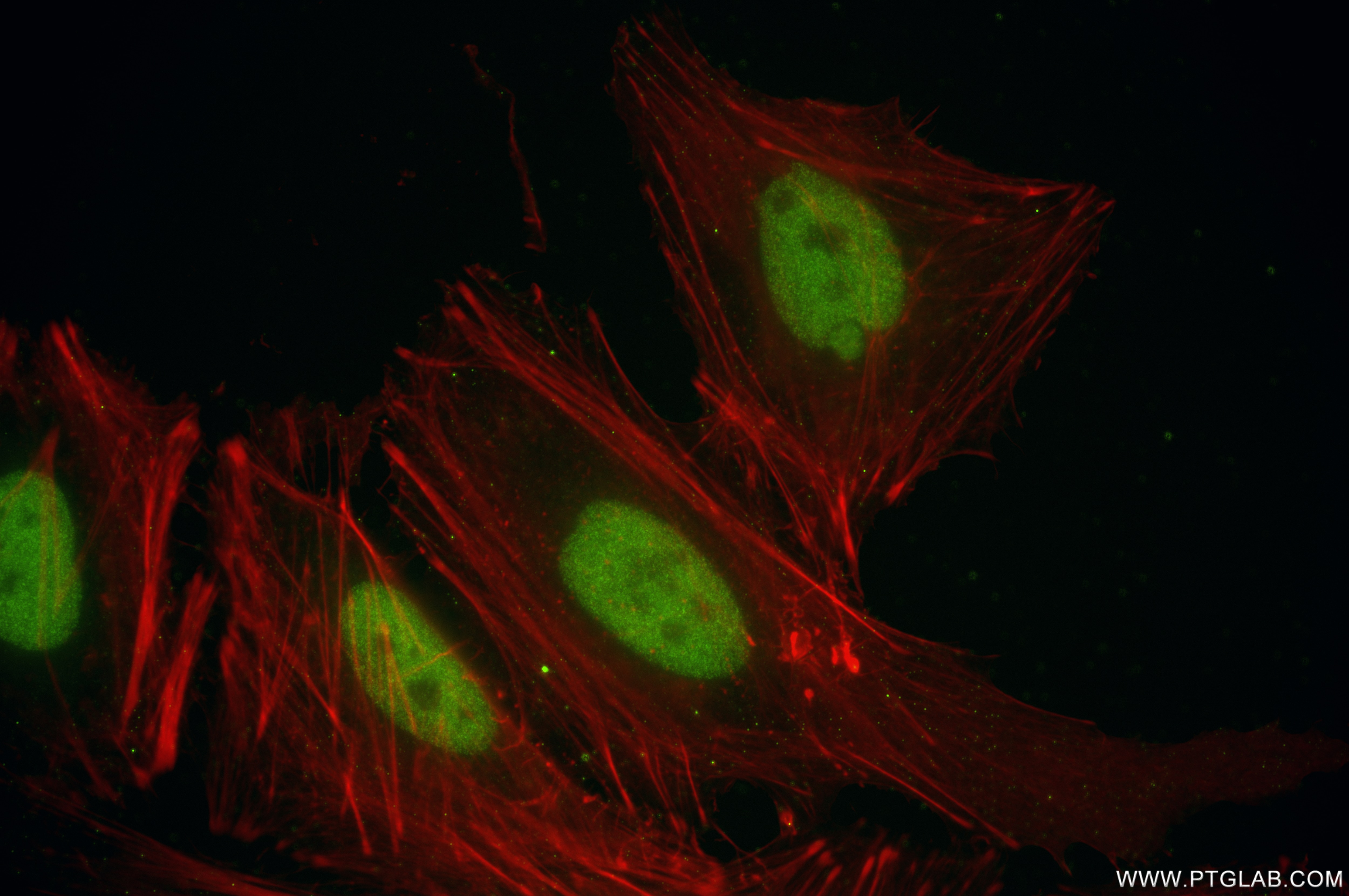 Immunofluorescence (IF) / fluorescent staining of HeLa cells using OCT1 Recombinant antibody (85726-1-RR)