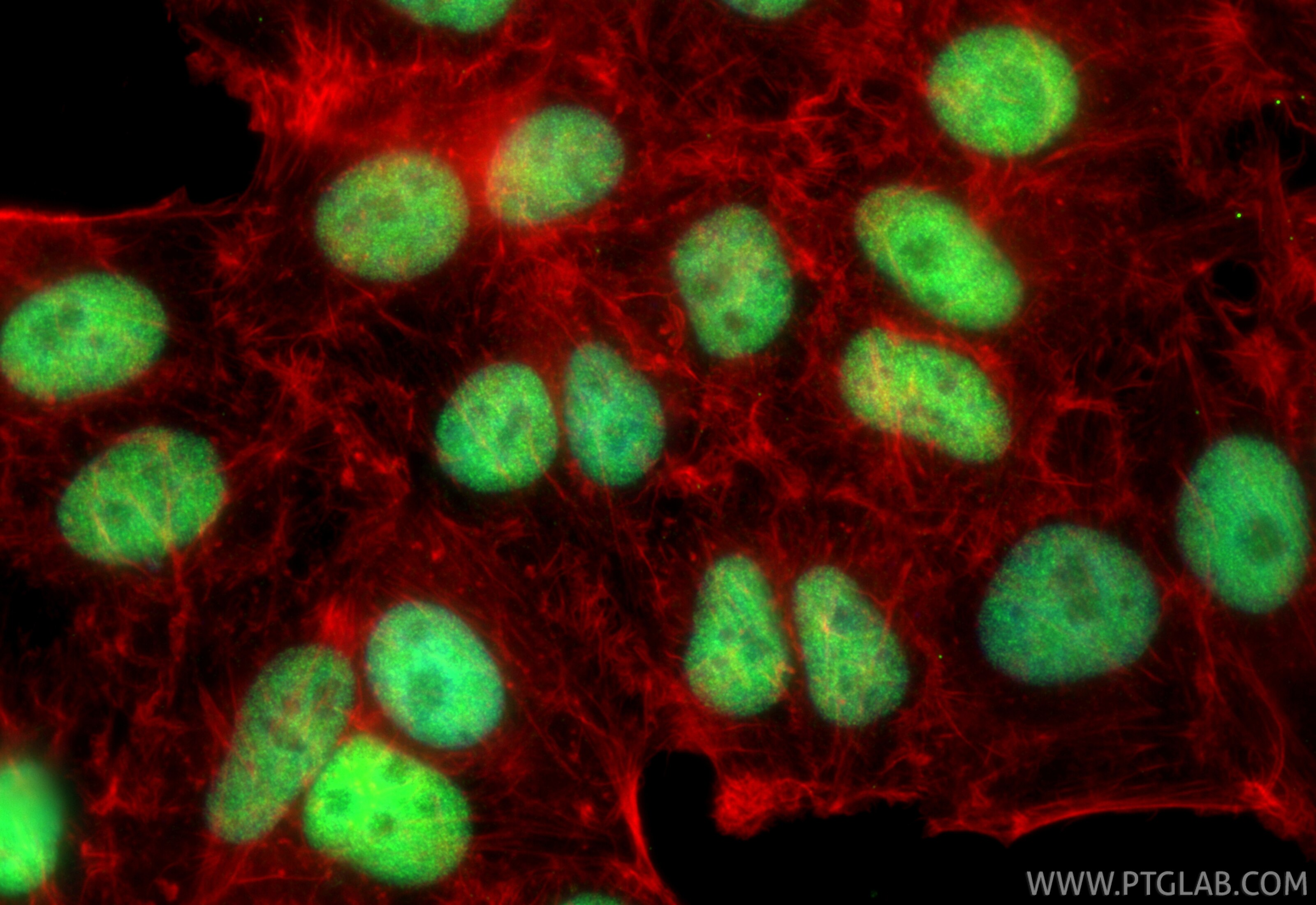 Immunofluorescence (IF) / fluorescent staining of HepG2 cells using OCT1 Recombinant monoclonal antibody (85726-1-RR)