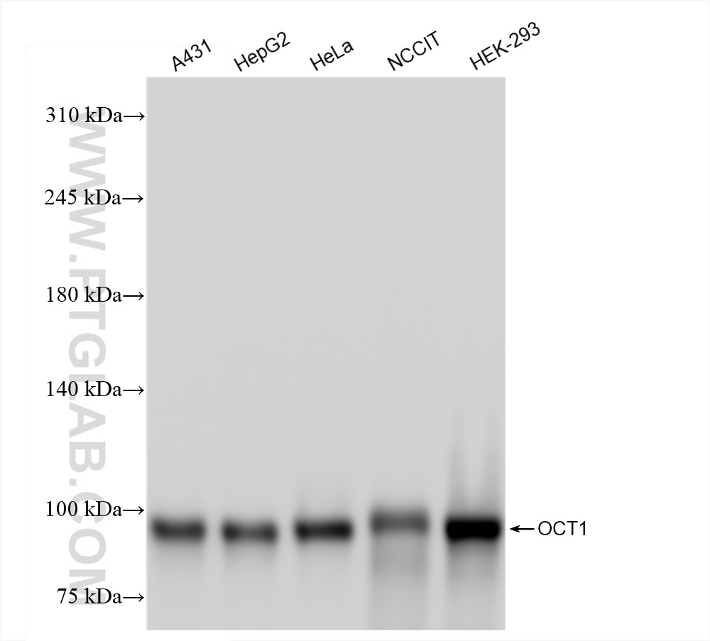 Western Blot (WB) analysis of various lysates using OCT1 Recombinant antibody (85726-1-RR)