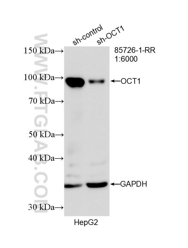 Western Blot (WB) analysis of HepG2 cells using OCT1 Recombinant monoclonal antibody (85726-1-RR)