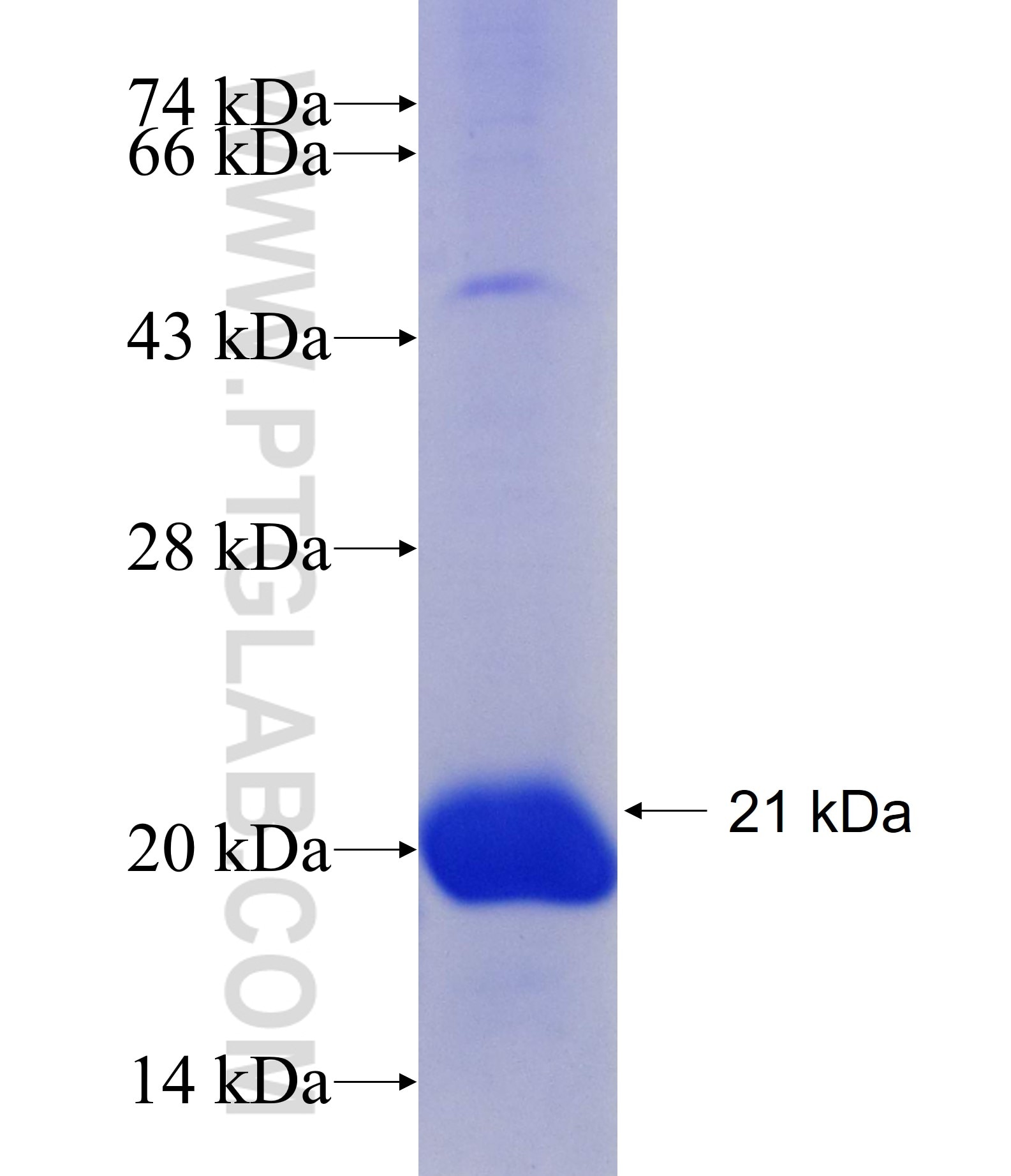OCT2 fusion protein Ag29623 SDS-PAGE