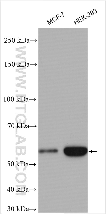 Western Blot (WB) analysis of various lysates using OCT4/POU5F1 Polyclonal antibody (11263-1-AP)
