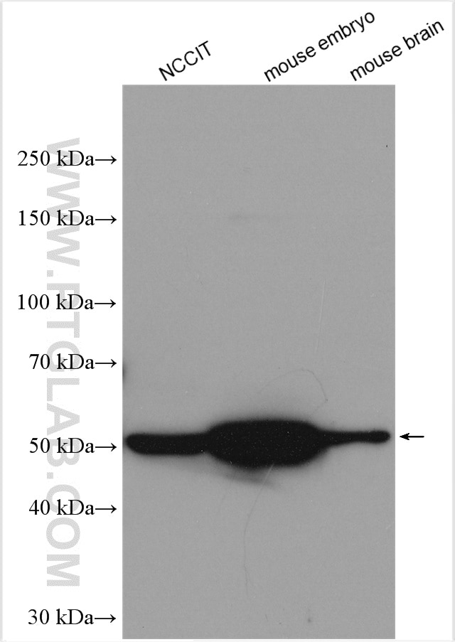 Western Blot (WB) analysis of various lysates using OCT4/POU5F1 Polyclonal antibody (11263-1-AP)