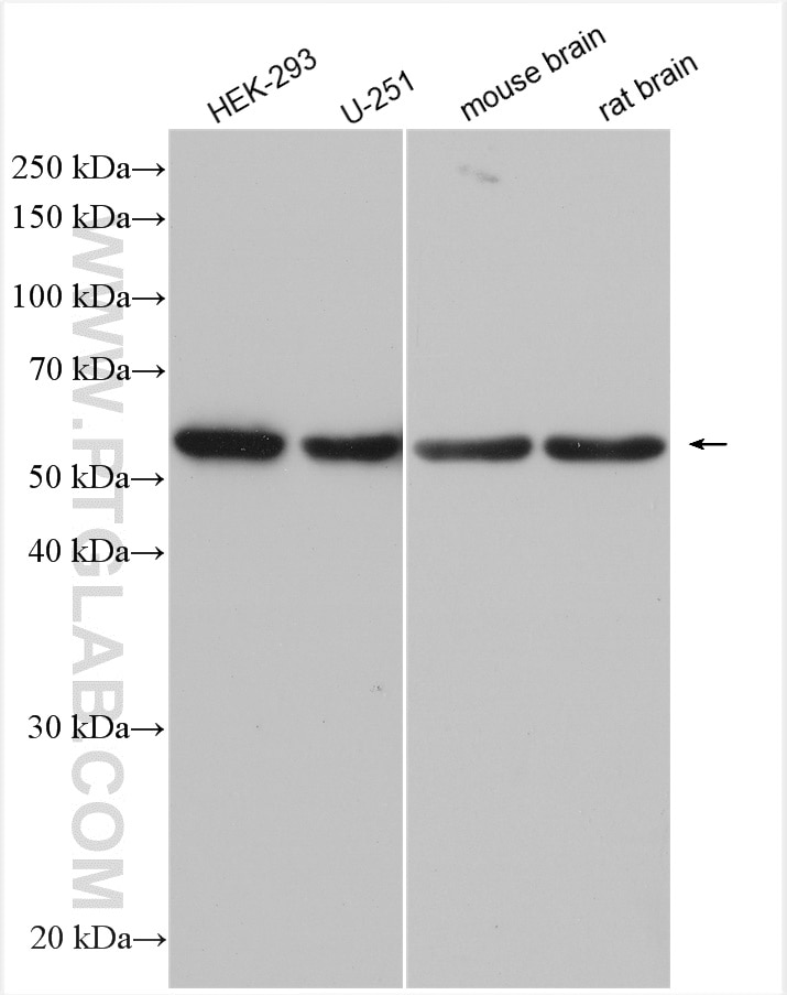 Western Blot (WB) analysis of various lysates using OCT4/POU5F1 Polyclonal antibody (11263-1-AP)