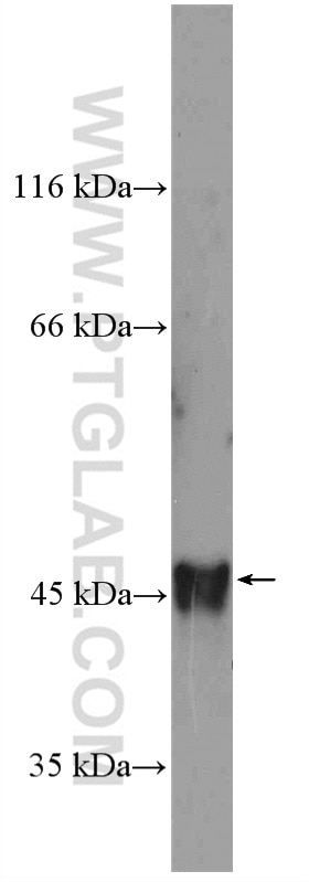 OCT4/POU5F1 Polyclonal antibody