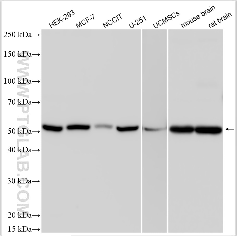 Western Blot (WB) analysis of various lysates using OCT4/POU5F1 Polyclonal antibody (11263-1-AP)