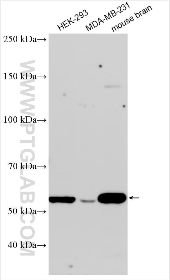 Western Blot (WB) analysis of various lysates using OCT4/POU5F1 Polyclonal antibody (11263-1-AP)