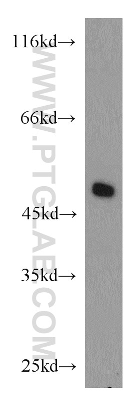 OCT4/POU5F1 Polyclonal antibody