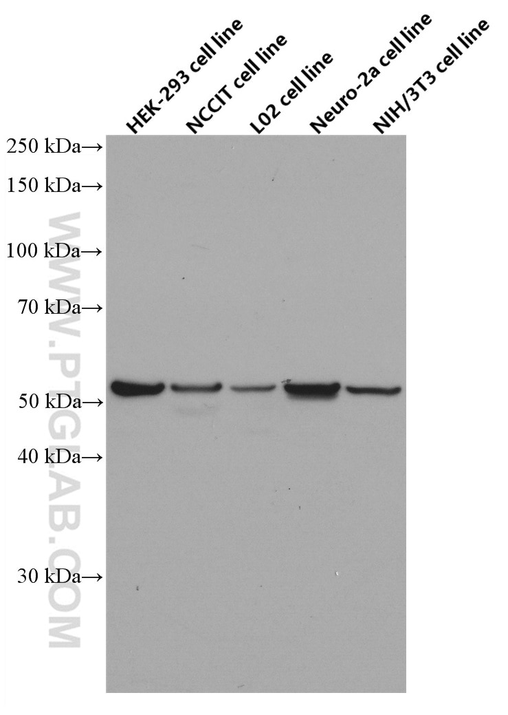 Western Blot (WB) analysis of various lysates using OCT4 Monoclonal antibody (60242-1-Ig)