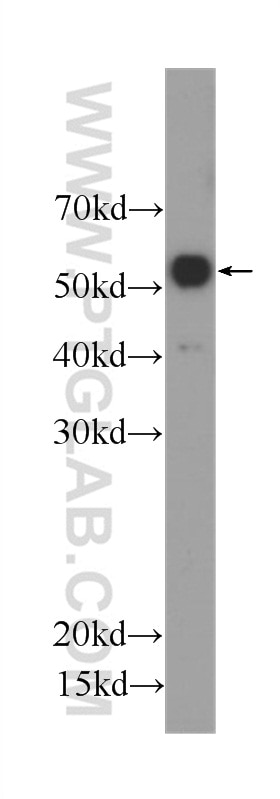 Western Blot (WB) analysis of HEK-293 cells using OCT4 Monoclonal antibody (60242-1-Ig)