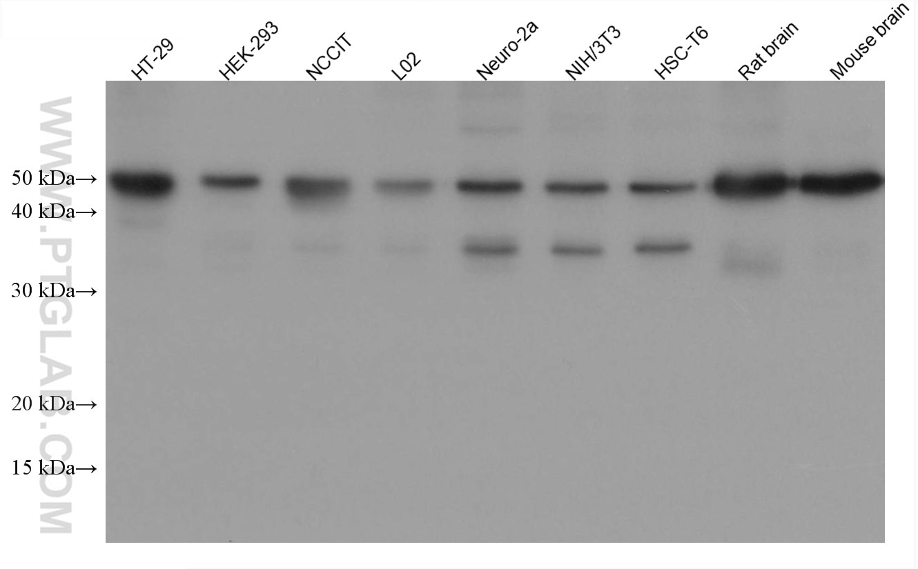 Western Blot (WB) analysis of various lysates using OCT4 Monoclonal antibody (60242-1-Ig)