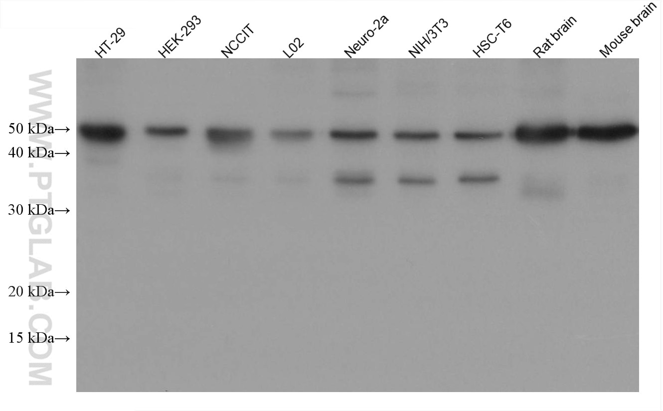 WB analysis using 60242-1-Ig