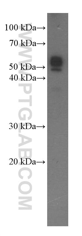 Western Blot (WB) analysis of HEK-293 cells using OCT4 Monoclonal antibody (60242-1-Ig)