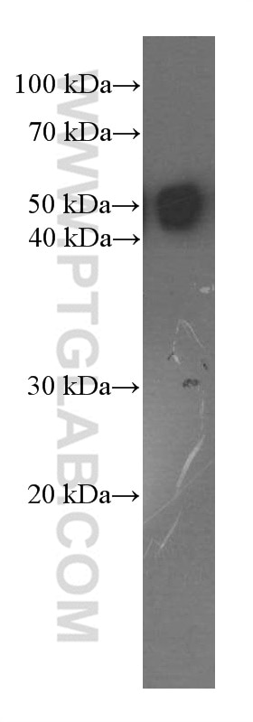 Western Blot (WB) analysis of NCCIT cells using OCT4 Monoclonal antibody (60242-1-Ig)