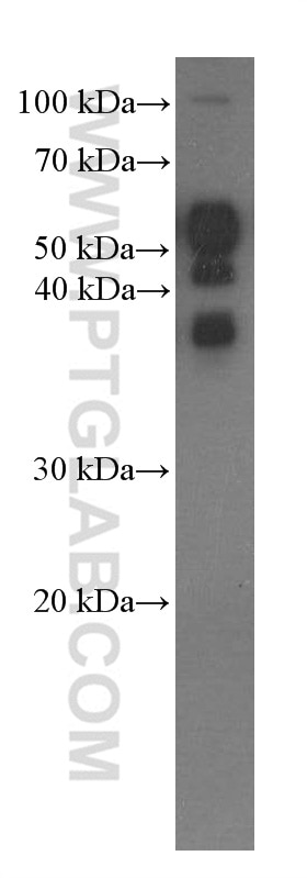 Western Blot (WB) analysis of Neuro-2a cells using OCT4 Monoclonal antibody (60242-1-Ig)