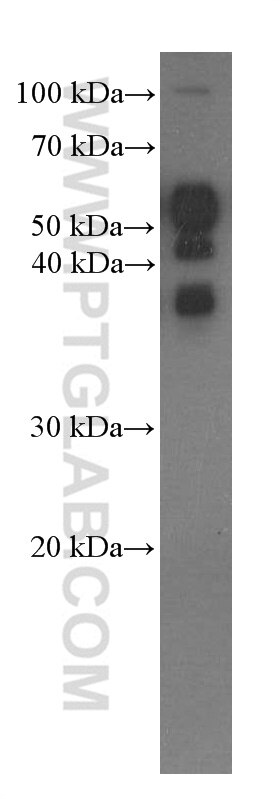 Western Blot (WB) analysis of Neuro-2a cells using OCT4 Monoclonal antibody (60242-1-Ig)