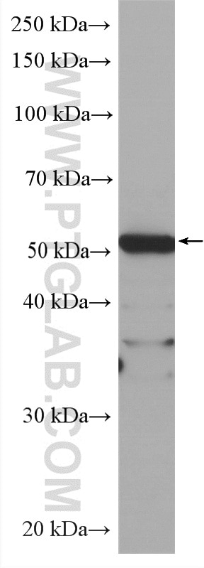 Western Blot (WB) analysis of HEK-293 cells using HRP-conjugated OCT4 Monoclonal antibody (HRP-60242)