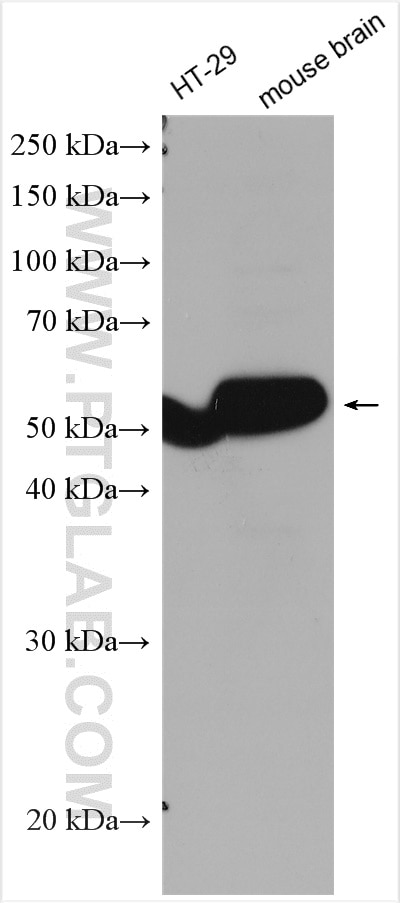 Western Blot (WB) analysis of various lysates using HRP-conjugated OCT4 Monoclonal antibody (HRP-60242)