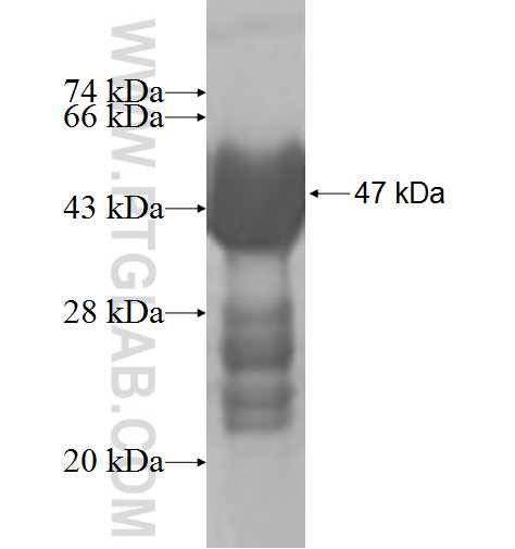 ODAM fusion protein Ag9726 SDS-PAGE