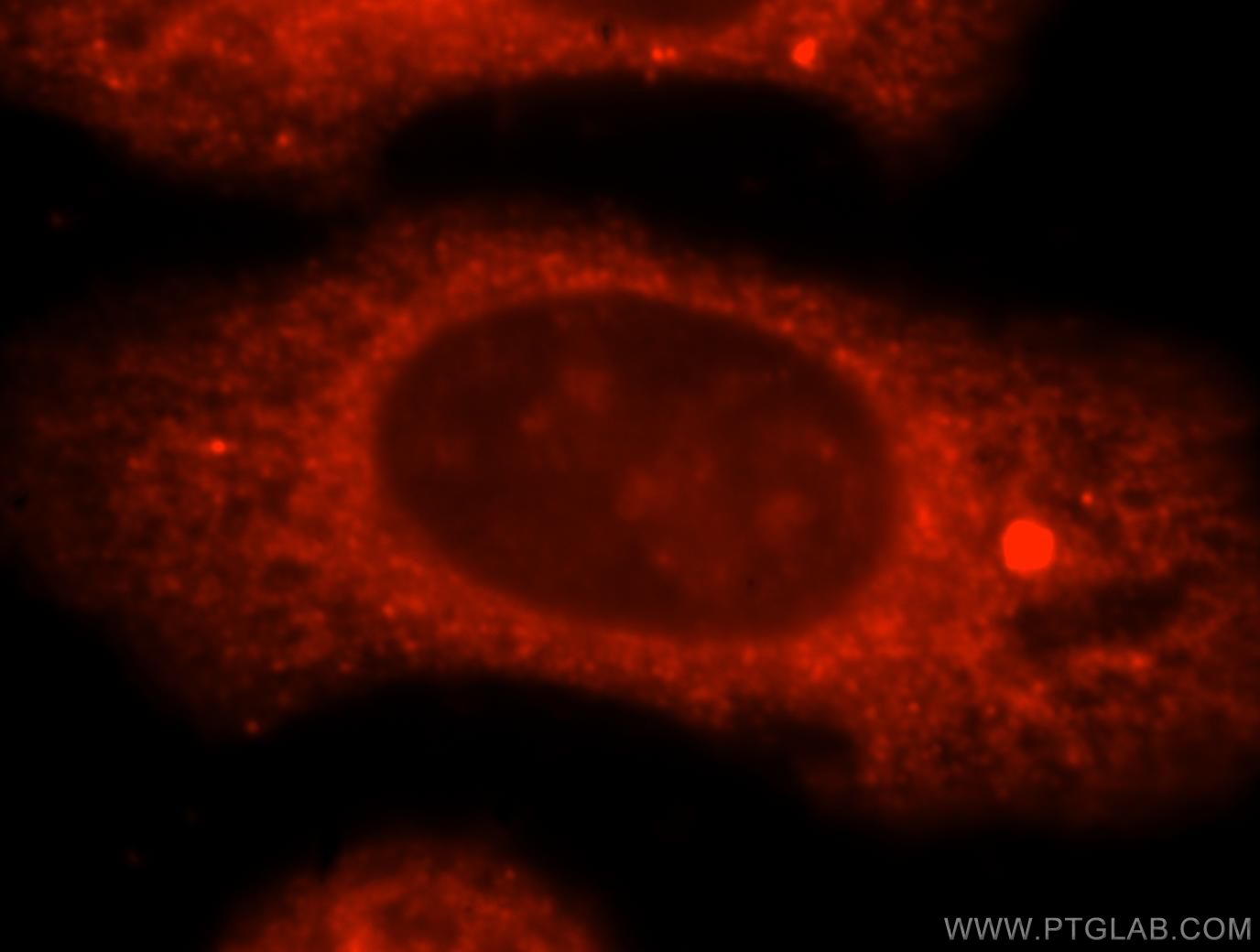 Immunofluorescence (IF) / fluorescent staining of HepG2 cells using ODC1 Polyclonal antibody (17003-1-AP)