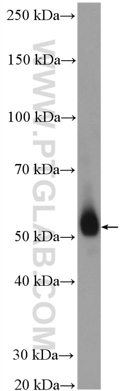 Western Blot (WB) analysis of rat thymus tissue using ODC1 Polyclonal antibody (17003-1-AP)