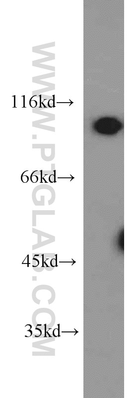 Western Blot (WB) analysis of RAW264.7 using ODC1 Polyclonal antibody (23454-1-AP)
