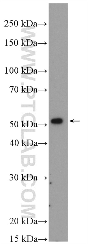 Western Blot (WB) analysis of mouse thymus tissue using ODC1 Polyclonal antibody (28728-1-AP)
