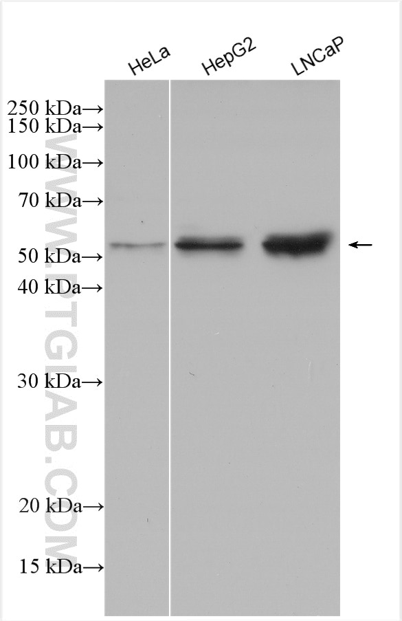 Western Blot (WB) analysis of various lysates using ODC1 Polyclonal antibody (28728-1-AP)