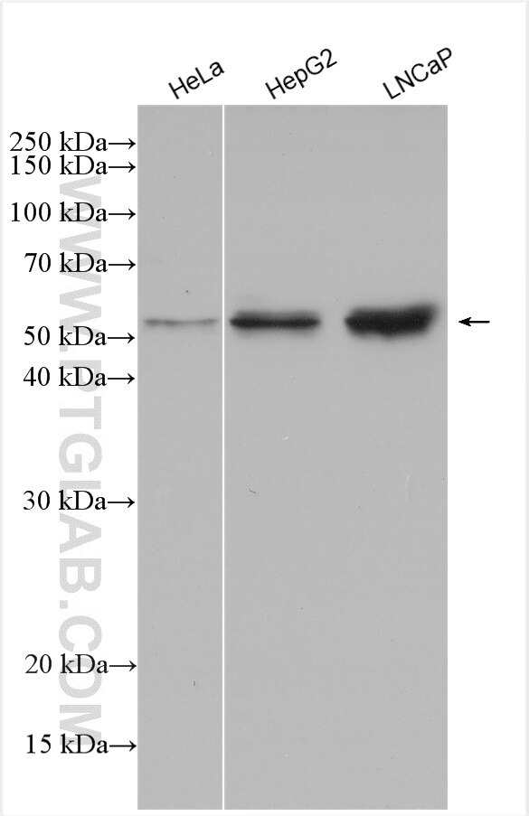 WB analysis using 28728-1-AP