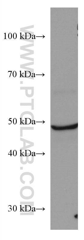 Western Blot (WB) analysis of human placenta tissue using ODC1 Monoclonal antibody (67336-1-Ig)