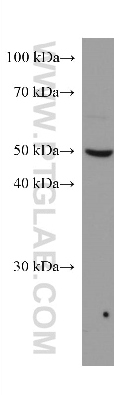 Western Blot (WB) analysis of HUVEC cells using ODC1 Monoclonal antibody (67336-1-Ig)