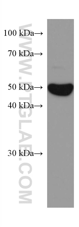 Western Blot (WB) analysis of MCF-7 cells using ODC1 Monoclonal antibody (67336-1-Ig)