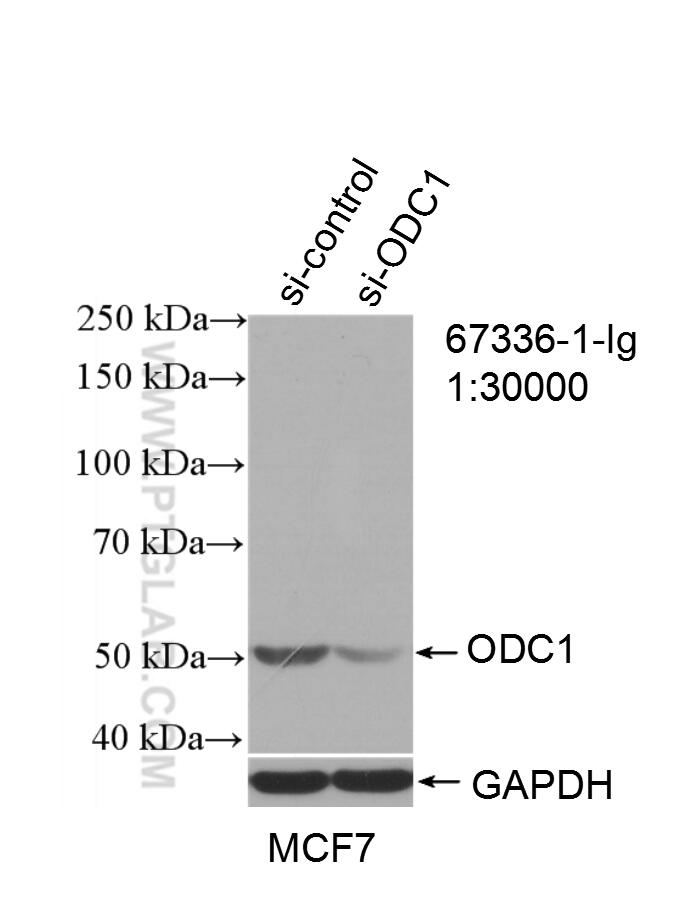 Western Blot (WB) analysis of MCF-7 cells using ODC1 Monoclonal antibody (67336-1-Ig)