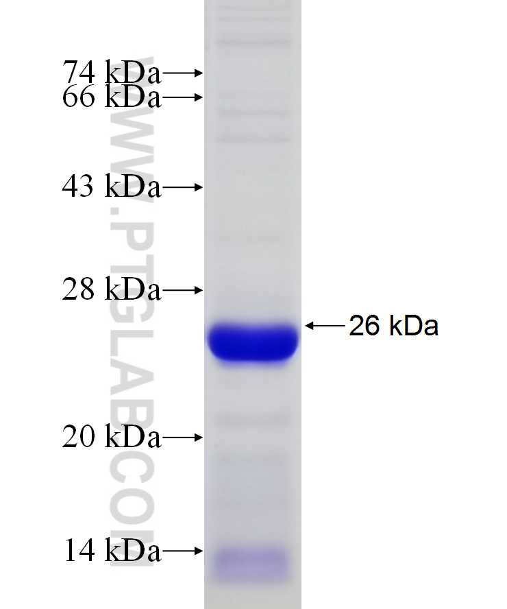 ODC1 fusion protein Ag29751 SDS-PAGE