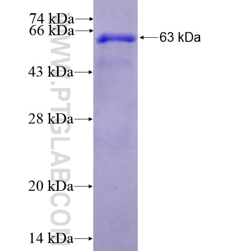 ODC1 fusion protein Ag10699 SDS-PAGE