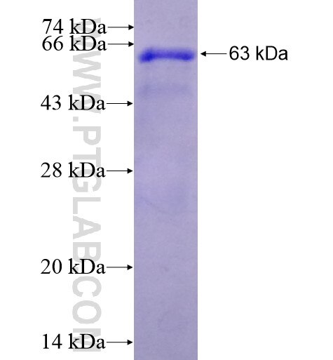 ODC1 fusion protein Ag10699 SDS-PAGE