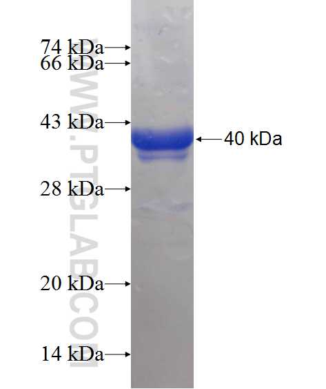 ODC1 fusion protein Ag10927 SDS-PAGE
