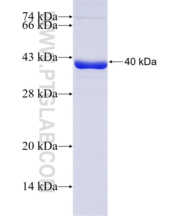 ODC1 fusion protein Ag10927 SDS-PAGE